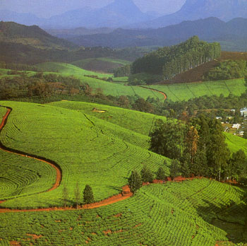 Tea plantation.jpg